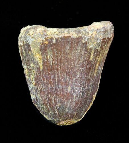 Cretaceous Fossil Crocodile Tooth - Morocco #50262